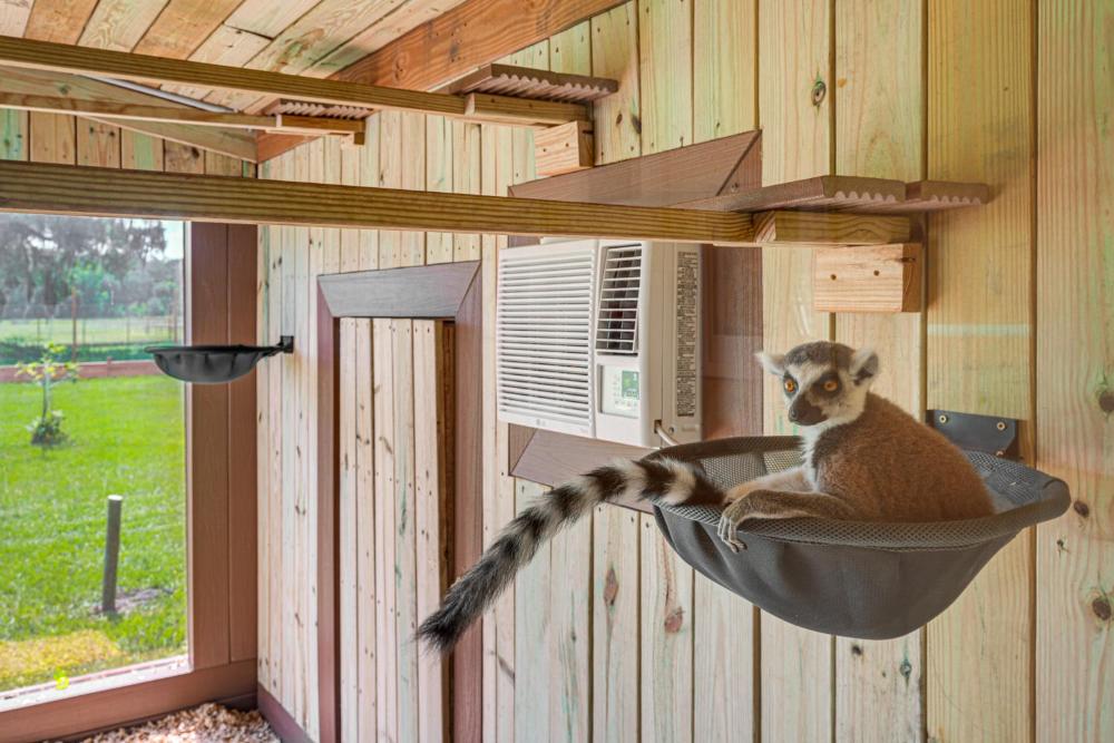 Sleep With Sloths and Lemurs! Modern Webster Home